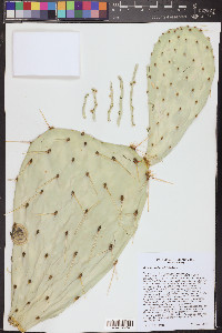 Opuntia engelmannii image