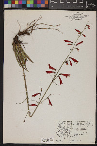 Penstemon barbatus image