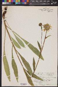 Helianthella quinquenervis image