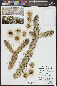 Cylindropuntia acanthocarpa image