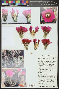 Echinocereus fendleri image