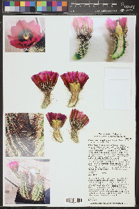 Echinocereus engelmannii image