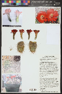 Echinocereus mojavensis image