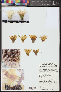 Eriosyce napina subsp. napina image