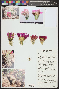 Echinocereus engelmannii image