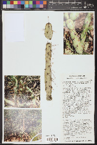 Cylindropuntia molesta image