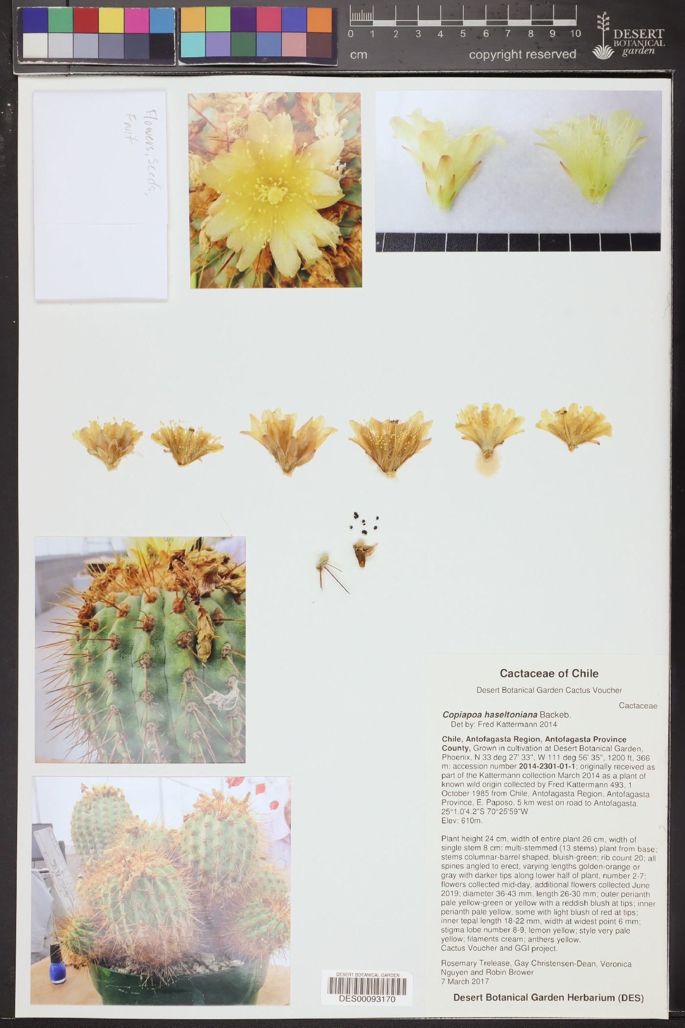 Copiapoa cinerea subsp. haseltoniana image