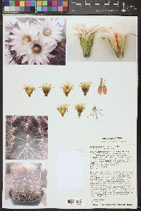 Eriosyce taltalensis image