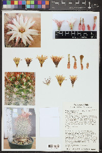Eriosyce taltalensis image
