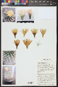 Eriosyce heinrichiana image