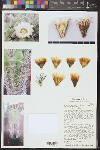 Eriosyce taltalensis image