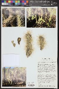Cylindropuntia fulgida var. fulgida image
