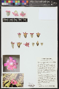 Cylindropuntia fulgida image