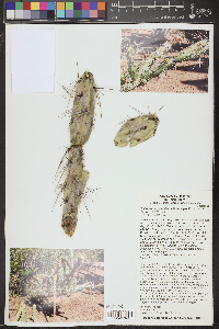 Cylindropuntia molesta image