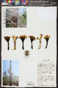 Carnegiea gigantea image