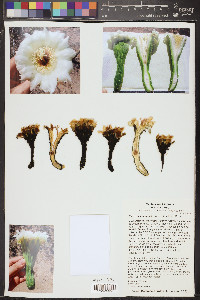 Carnegiea gigantea image