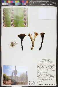 Carnegiea gigantea image