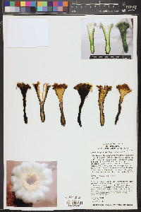 Carnegiea gigantea image