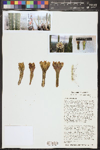 Cereus repandus image