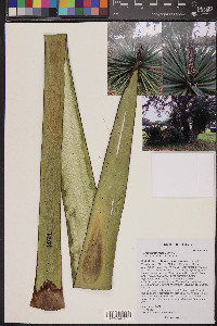 Yucca treculeana image