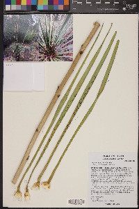 Yucca constricta image