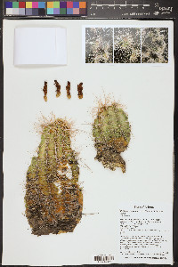 Echinocereus mojavensis image