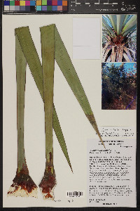 Yucca x schottii image