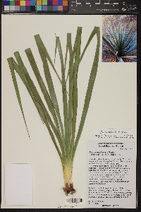 Yucca x schottii image