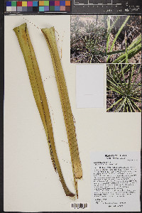 Yucca torreyi image