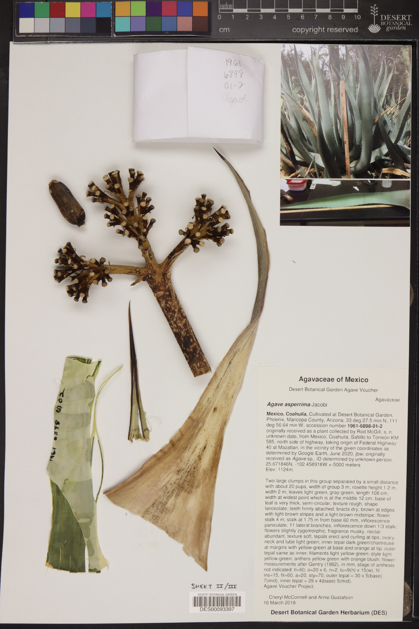 Agave asperrima image