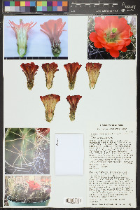 Echinocereus mojavensis image