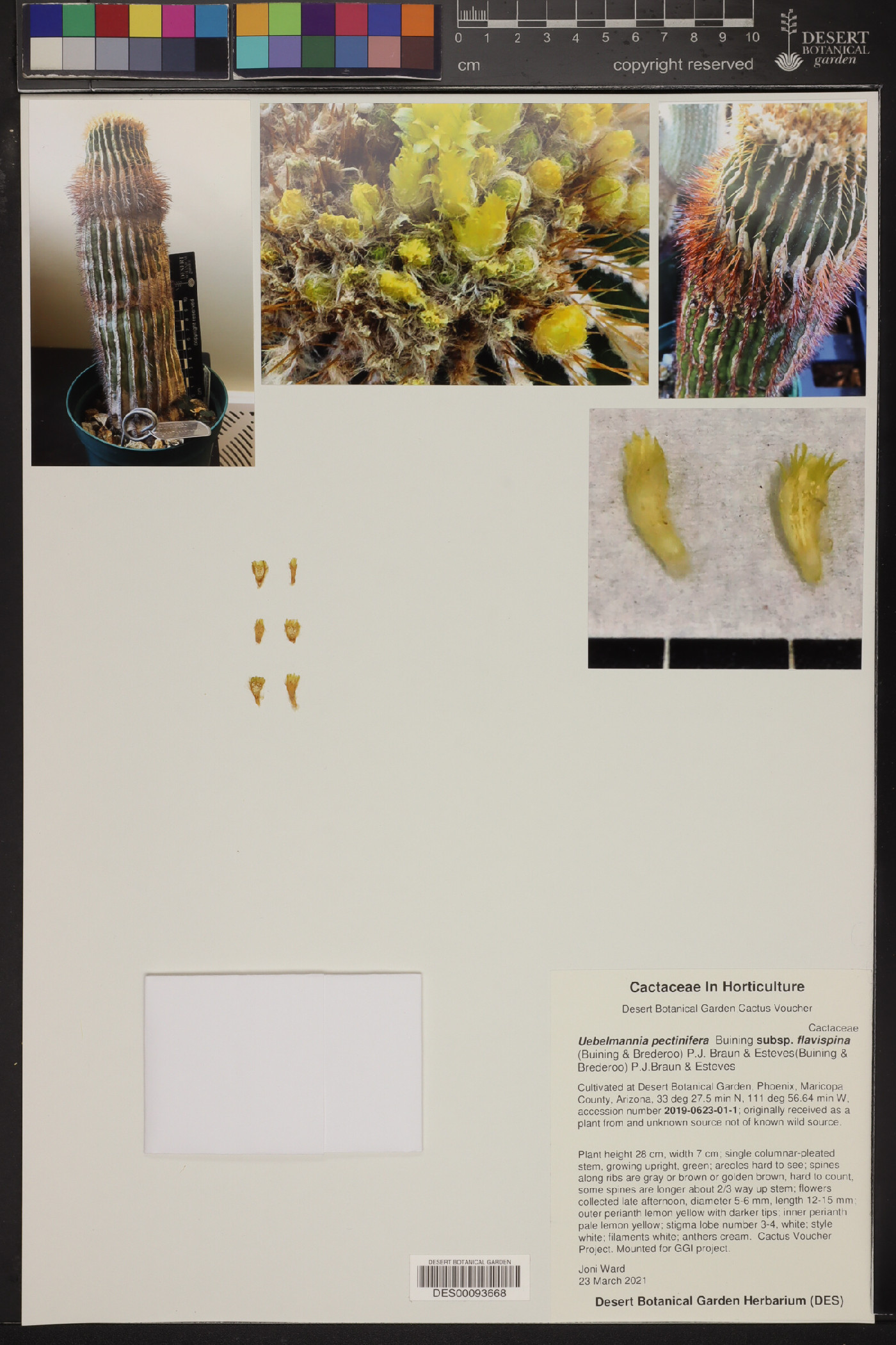 Uebelmannia image