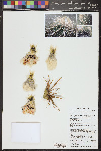 Echinocactus polycephalus var. xeranthemoides image