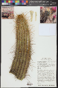 Echinocereus engelmannii image