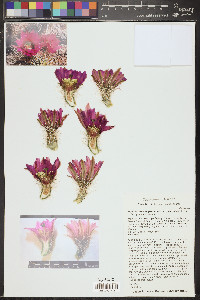 Echinocereus engelmannii image