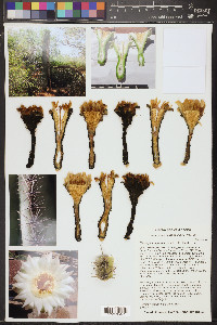 Carnegiea gigantea image