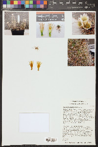 Escobaria zilziana image