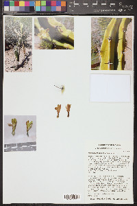 Myrtillocactus geometrizans image