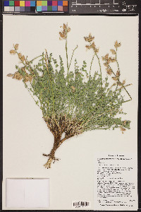 Astragalus tephrodes image