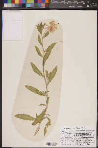 Oenothera latifolia image