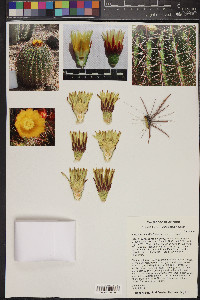 Ferocactus cylindraceus image