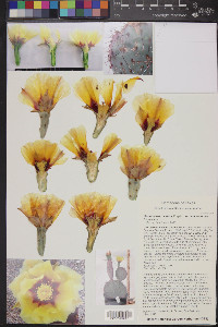 Opuntia macrocentra image