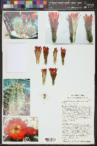 Echinocereus mojavensis image