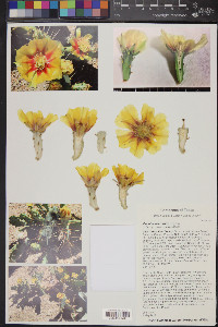 Opuntia macrorhiza image