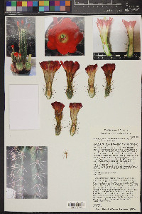 Echinocereus coccineus subsp. santaritensis image