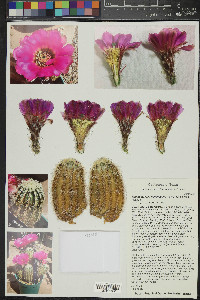 Echinocereus reichenbachii image