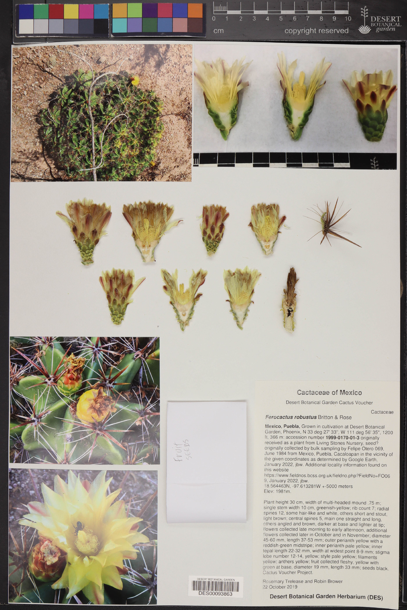 Ferocactus robustus image