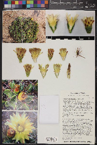 Ferocactus robustus image