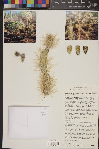 Cylindropuntia fulgida var. fulgida image