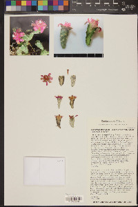 Cylindropuntia fulgida var. fulgida image